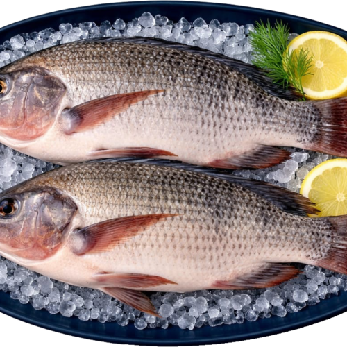 Tilapia Fish