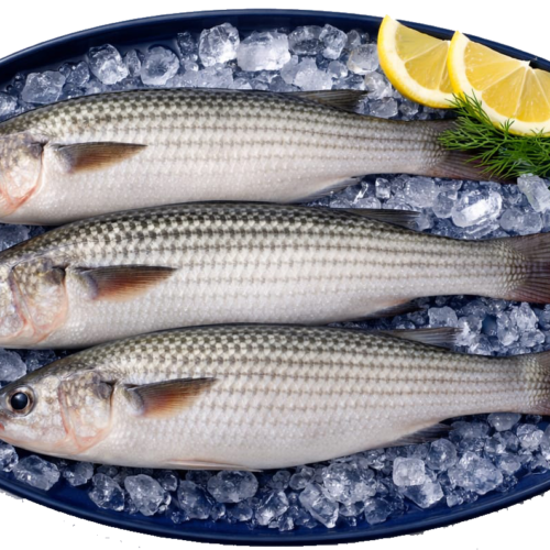 Mullet Fish