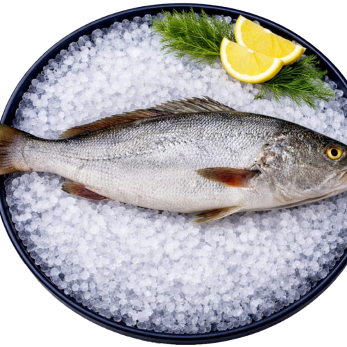 Monkfish (Lout)