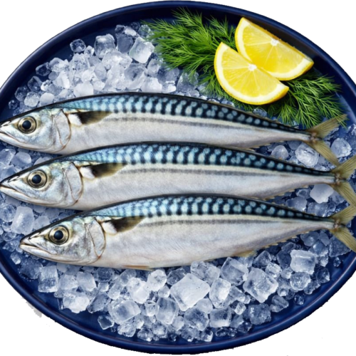 Mackerel Fish